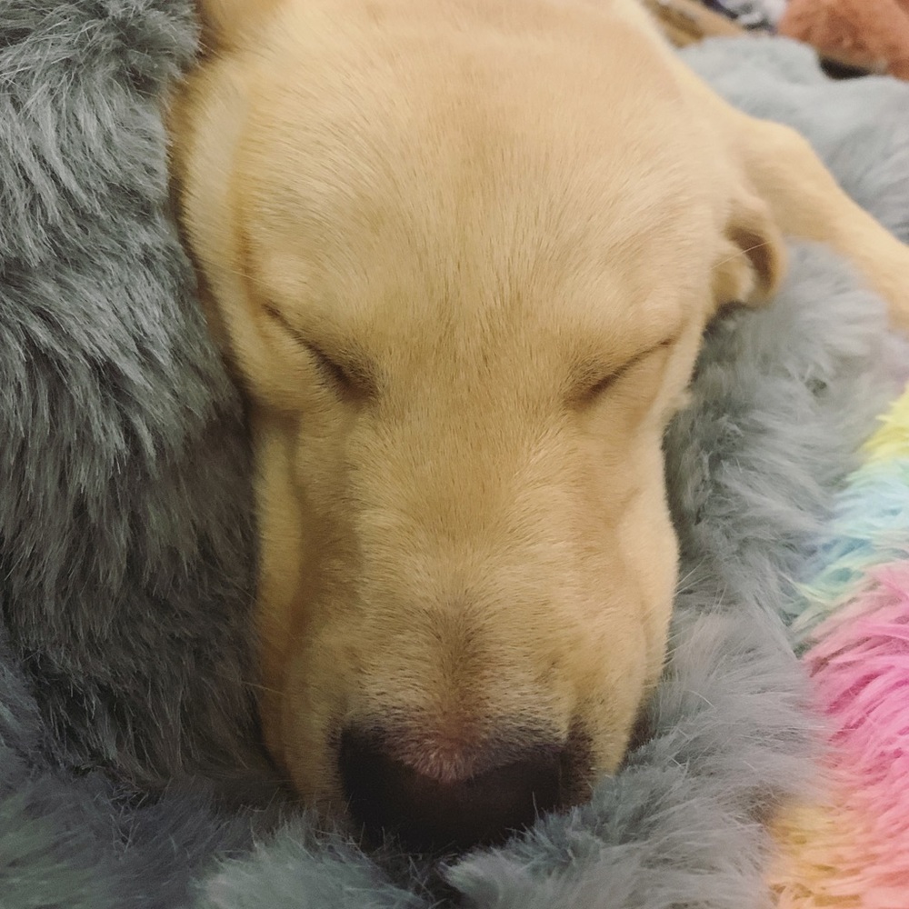 Meet your Posher, Jacqueline